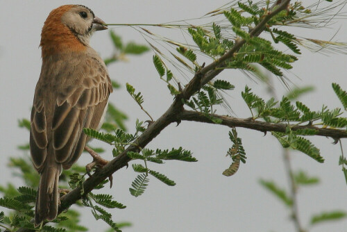 

Aufnameort: Kenia, Lake Baringo
Kamera: EOS 20D