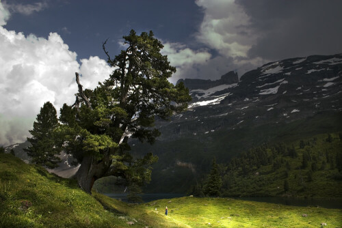 Dieser wunderschöne alte Baum steht am Engstlensee auf der Engstlenalp. Ich konnte gerade noch einige Bilder machen bevor das aufziehende Gewitter loslegte.

Aufnameort: Schweiz
Kamera: EOS 10D