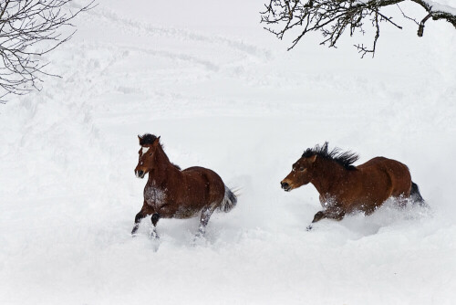 Die beiden Freiberger hatten sichtlichen Spass im hohen Pulverschnee.

Aufnameort: Schweiz
Kamera: EOS 10 D