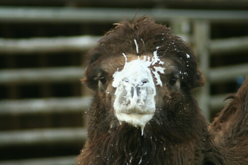 

Aufnameort: Tierpark Herberstein
Kamera: Canon EOS 350