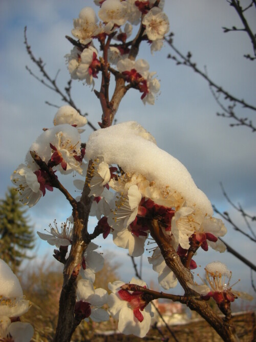 tauender Schnee in der Morgensonne auf Kirschblüten


Kamera: Nikon S5