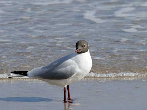 

Aufnameort: Ostsee
Kamera: Canon 400 D mit Canon EF 70-300mm F4-5.6 IS USM