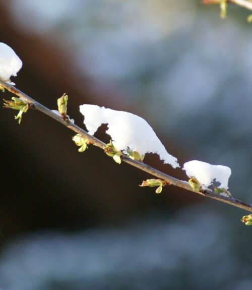 schneekatze-2425.jpeg