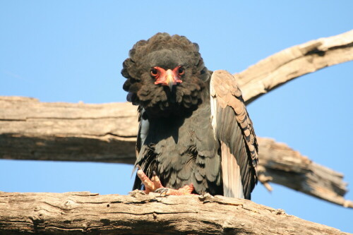 Ein Gaukler-Adler zeichnet sich durch sein buntes Gefieder und vor allem durch seine Flugkünste aus.

Aufnameort: Moremi Game Reserve, Botswana
Kamera: Canon 400D