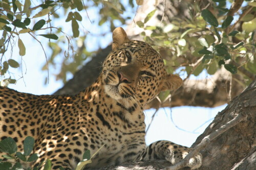 Drei Tage lang hatten wir ein Gebiet iin der Nähe des Okawango-Deltas/Botswana durchstreift und endlich diesen Leoparden im Baum entdeckt. Eine halbe Stunde lang konnten wir ihn beobachten, wie er an den Resten eines Impalas fraß.

Aufnameort: Khwai River Area, Botswana
Kamera: Canon 400D