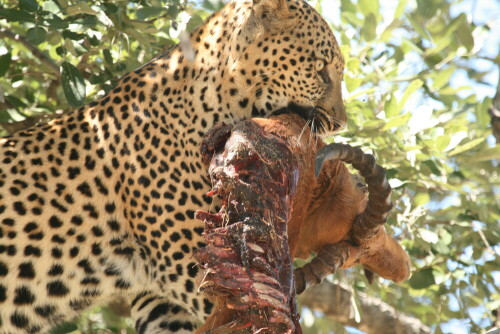 Drei Tage lang hatten wir ein Gebiet iin der Nähe des Okawango-Deltas/Botswana durchstreift und endlich diesen Leoparden im Baum entdeckt. Eine halbe Stunde lang konnten wir ihn beobachten, wie er an den Resten eines Impalas fraß.

Aufnameort: Khwai River Area, Botswana
Kamera: Canon 400D