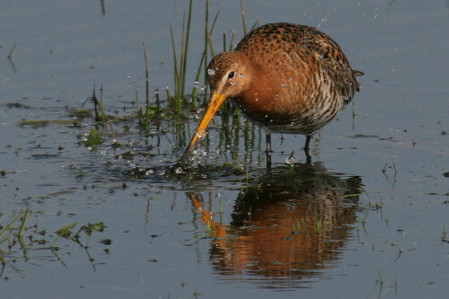 uferschnepfe-limosa-limosa-1368.jpeg