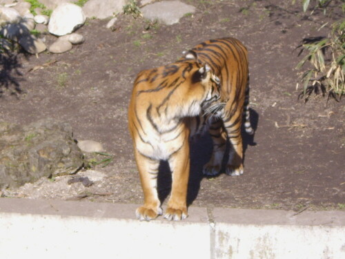 Bei einem Ausflug in den Zoo gelang mir dieses Foto, schade, dass man das Gesicht nicht sieht.

Aufnameort: Stuttgart Wilhelma
Kamera: Pentax Optio T 20