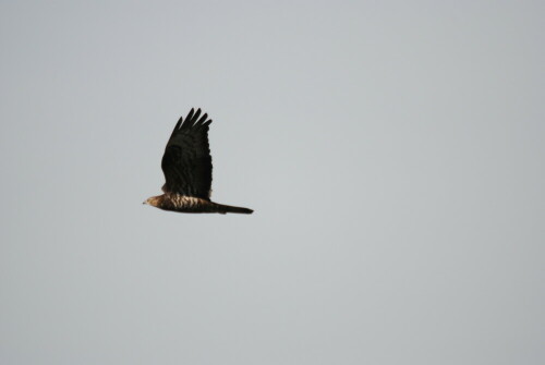 Jährlich überqueren tausende Wespenbussard Sizilien auf ihrem Weg von oder nach Afrika. in der Vergangenheit fanden viele hier den Tod durch illegalen Abschuß. Seit hier ein internationeles Team gearbeitet hat ist dies Vergangenheit...

Aufnameort: Messina, Sizilien, Italien
Kamera: Nikon D80