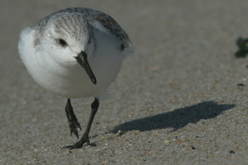 sanderling-2240.jpeg