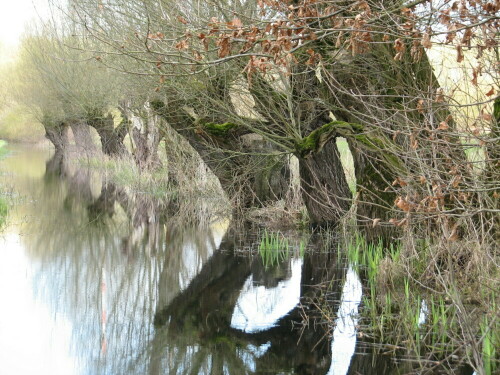 Kopfweiden im Frühjahrshochwasser

Aufnameort: Bei Dannenberg im Wendland
Kamera: Canon Power Shot S2 IS