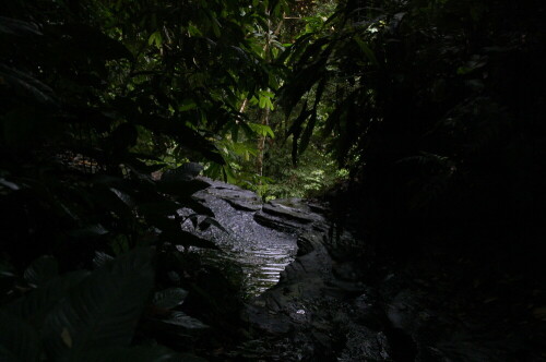 Eine Lücke im Regenwalddickicht

Aufnameort: Punta Banco, Costa Rica
Kamera: Nikon D40