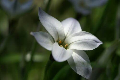 Heimat: Südbrasilien/Uruguay

Aufnameort: Botanischer Garten Wuppertal
Kamera: Konica Minolta Dynax 7D 90 mm Makro Objektiv