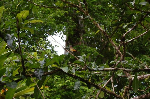 Ein Vogel :-)

Aufnameort: Punta Banco, Costa Rica
Kamera: Nikon D40