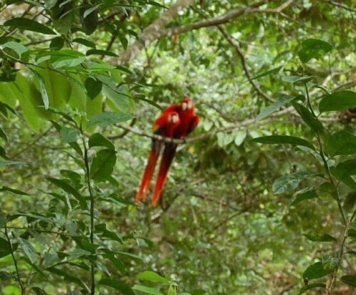 Die beiden waren so gut getarnt im Dschungel, dass mein Autofokus sie beim besten Willen nicht erfassen wollte ;-)

Aufnameort: Punta Banco, Costa Rica
Kamera: Nikon D40