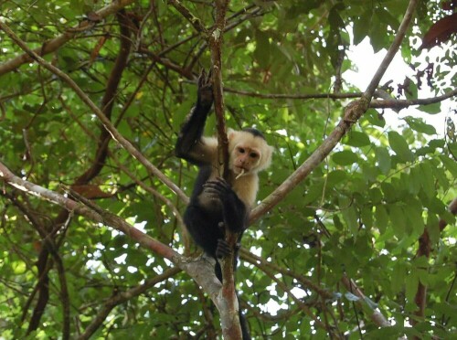 Ein Weißkopfkapuziner-Äffchen kurz vor einem gewaltigen Wutausbruch

Aufnameort: Punta Banco, Costa Rica
Kamera: Nikon D40