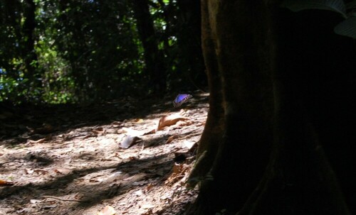 Ein blauer Morpho-Falter endlich einmal im Flug erwischt...

Aufnameort: Punta Banco, Costa Rica
Kamera: Nikon D40