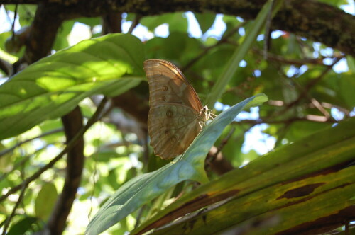 Ein blauer Morpho-Falter versteckt sein blau und chillt in der Sonne

Aufnameort: Punta Banco, Costa Rica
Kamera: Nikon D40