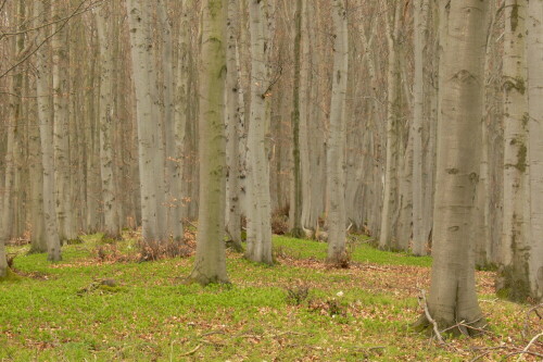 Die Bäume sind noch kahl, aber die Bodenvegetation ist schon belebt.

Aufnameort: Naturpark Meißner
Kamera: Lumix FZ30