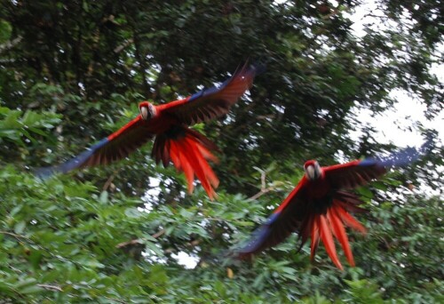 Zwei Aras kommen plötzlich laut schreiend aus dem Wald auf mich zugeflogen...

Aufnameort: Punta Banco, Costa Rica
Kamera: Nikon D40