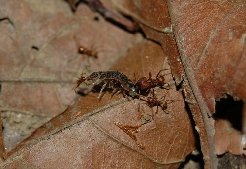 Eine aufmüpfige Ameisen-Bande überfällt ein hilfloses Opfer

Aufnameort: Punta Banco, Costa Rica
Kamera: Nikon D40