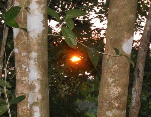 Sonnenuntergang aus dem Dschungel heraus fotografiert

Aufnameort: Punta Banco, Costa Rica
Kamera: Nikon D40