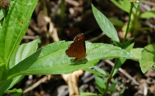 Ein wunderschöner Schmetterling

Aufnameort: Punta Banco, Costa Rica
Kamera: Nikon D40