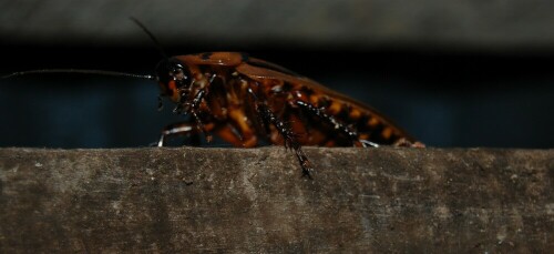 Eine 11 cm lange Kakerlake betritt die Bühne...

Aufnameort: Punta Banco, Costa Rica
Kamera: Nikon D40