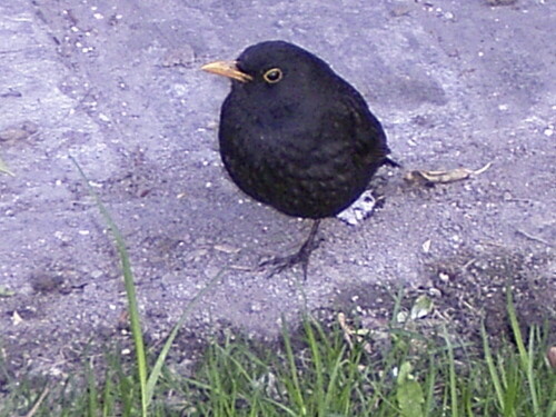 amsel-1627.jpeg