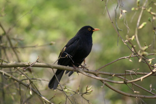 amsel-2485.jpeg