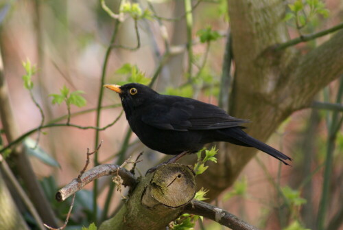 amsel-2486.jpeg