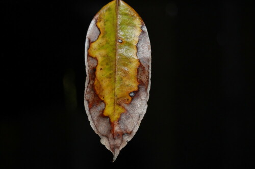 Ein Blatt auf dem Weg zur Zersetzung

Aufnameort: Punta Banco, Costa Rica
Kamera: Nikon D40