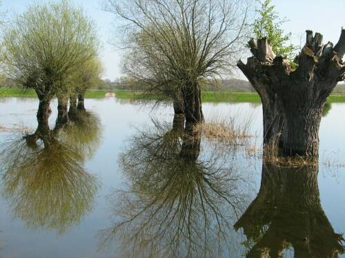 Das Frühjahrshochwasser der Elbe sorgt regelmäßig für neu fotografischer Eindrücke.

Aufnameort: An der Elbe östlich von Hitzacker.
Kamera: Canon Power Shot S2 IS