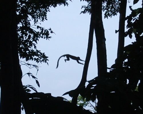 Ein Totenkopfäffchen wagt einen spektakulären Sprung

Aufnameort: Punta Banco, Costa Rica
Kamera: Nikon D40