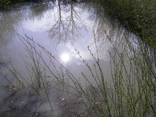 weiher-mit-spiegelung-1620.jpeg