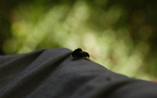 Zwei Käfer meinten, auf meinem Handtuch Nachwuchs zu zeugen... Ich kann es ihnen nicht verdenken ;-)

Aufnameort: Punta Banco, Costa Rica
Kamera: Nikon D40