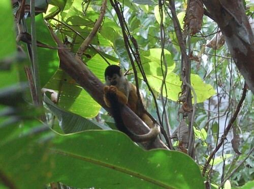 Ein herumlungerndes Totenkopfäffchen

Aufnameort: Punta Banco, Costa Rica
Kamera: Nikon D40