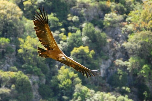 lautlos gleiten Gänsegeier durch die Schlucht

Aufnameort: Andalusien, Sierra de Grazalema
Kamera: Nikon D40