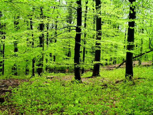 Dieses intensive, fröhliche Grün ist charakteristisch für Buchenwälder im Frühling, es ist für mich ein Symbol des Lebens und der Hoffnung.

Aufnameort: Wald am Wollenberg, Nähe Sterzhausen/Lahn
Kamera: Canon Power Shot A620 1/80; 4,0; 12,6mm