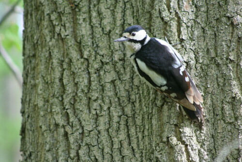 Dieser tolle Buntspecht war kurz vor dem Abflug!

Aufnameort: Nymphenburger Schlosspark München
Kamera: CANON EOS 350D