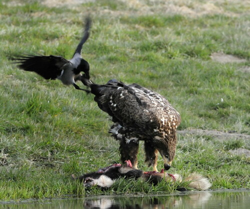 Morgens um 6.00 Uhr hatte der Seeadler "Besuch". Nebelkrähen hatten auch Hunger, aber er ließ sich nicht stören.

Aufnameort: Feldberger Seenlandschaft
Kamera: Nikon D300, VR 200-400 f4 + Konverter TC-14EII