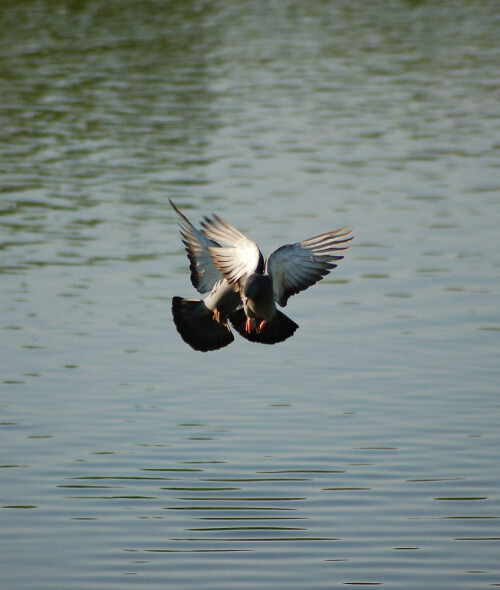 Auch der Luftraum scheint bei den Tauben sehr eng zu sein.
Jedenfalls stießen die beiden über der Murg zusammen.

Aufnameort: Gaggenau Murgtal BW
Kamera: Nikon D50