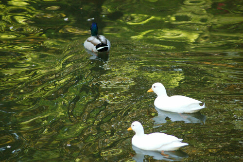 Die Spiegelungen der Uferregion zeigen sich hier besonders schön in Wellen, welche die Enten verursachen

Aufnameort: Gernsbach Murgtal BW
Kamera: Nikon D50