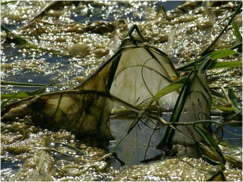 Ich konnte ein paar tolle Algenfotos machen, ja wohl, ALGEN!

Sie sind wunderschön, wie man sieht. Diese sieht zum Beispiel aus wie ein Wigwam :-) 

Das ablaufende Elbhochwasser machte es möglich.

Aufnameort: Elbe bei Bleckede
Kamera: noch mit der Konica Minolta Dynax 7D, Makro