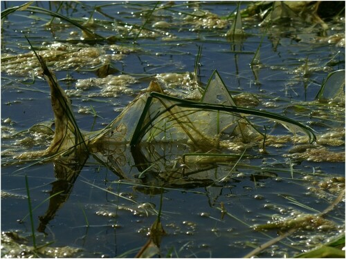 Diese Algen ergeben mit ihrer Spiegelung einen Fisch!

Aufgenommen an der Elbe im Mai 2008.

Die überschwemmten Wiesen laufen langsam aber sicher ab und legen die Algen trocken.

Aufnameort: Elbe bei Bleckede
Kamera: noch mit der Konica Minolta Dynax 7D, Makro