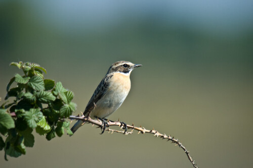 

Aufnameort: FRA, Crau
Kamera: Nikon D70, Sigma 50-500, bei 500mm