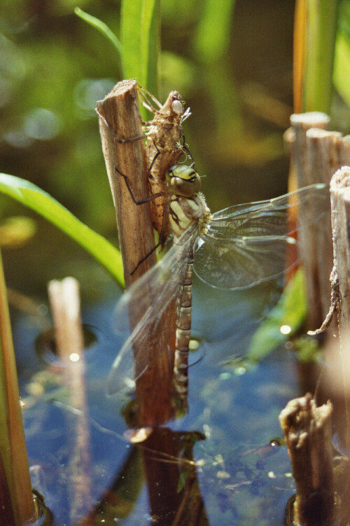 Nach langen Mühen ist die Libelle endlich startbereit

Aufnameort: Gartenteich
Kamera: Spiegelreflex