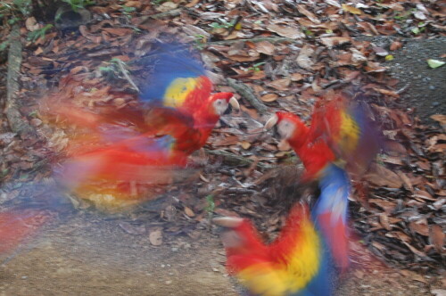 Wie viele Papageien befinden sich auf diesem Bild? ;-)

Aufnameort: Punta Banco, Costa Rica
Kamera: Nikon D40