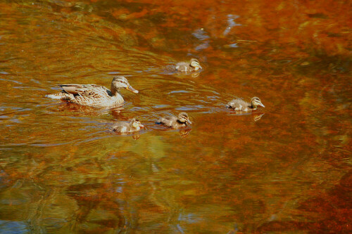 Wasser ist nicht immer blau, wie man sieht. Je nach Uferregion spiegelt sich das Wasser der Murg sehr farbig.

Aufnameort: Gaggenau Murgtal BW
Kamera: Nikon D50