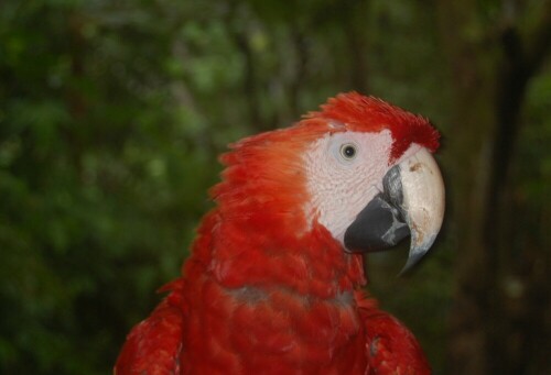 Der Punk unter den Aras

Aufnameort: Punta Banco, Costa Rica
Kamera: Nikon D40